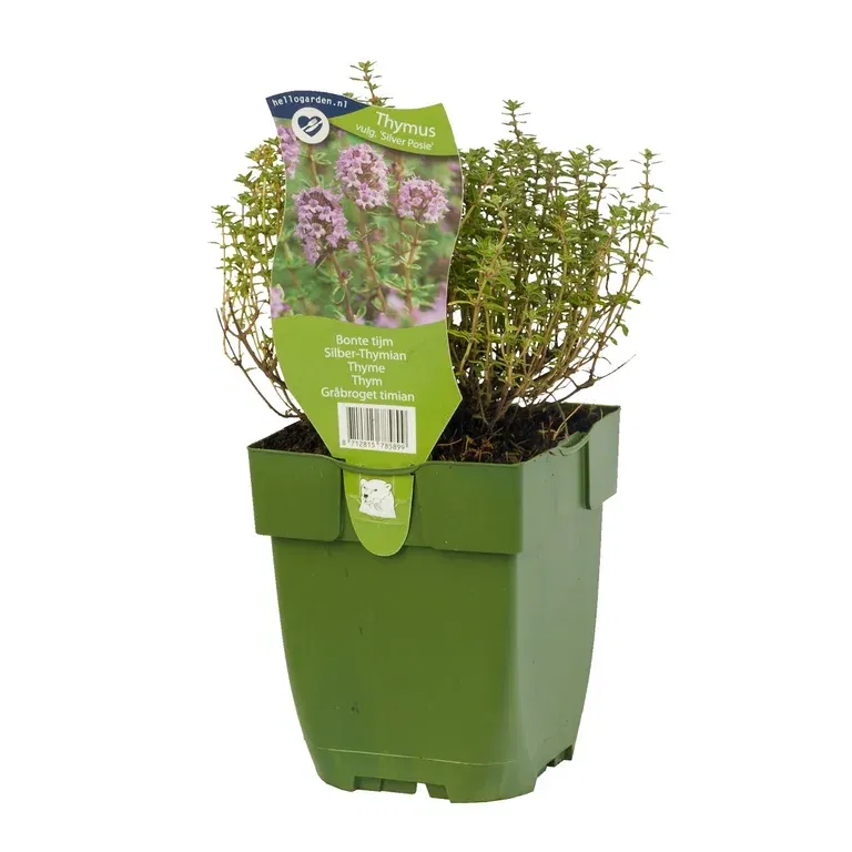 Thymus vulg. 'Silver Posie'
