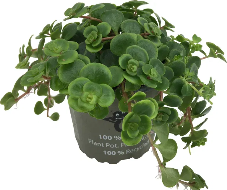 Sedum makinoi 'Tornado' 10,5 cm