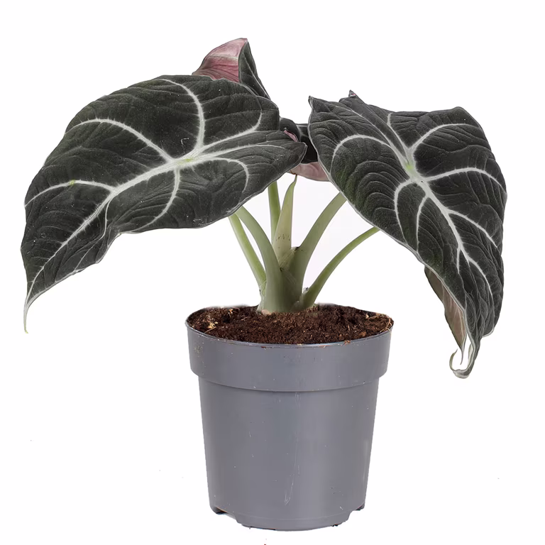 Alokasia 'Black Velvet'