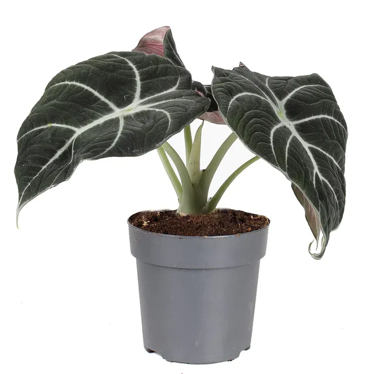 Alokasia 'Black Velvet'