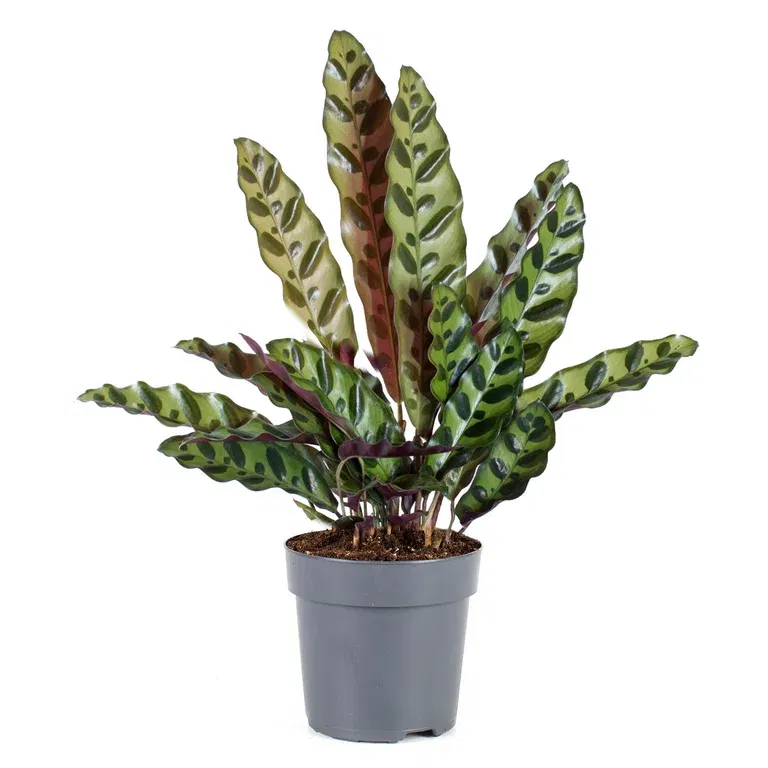 Calathea insignis 11 cm