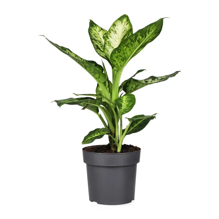 Dieffenbachia 'Sublime' 17 cm