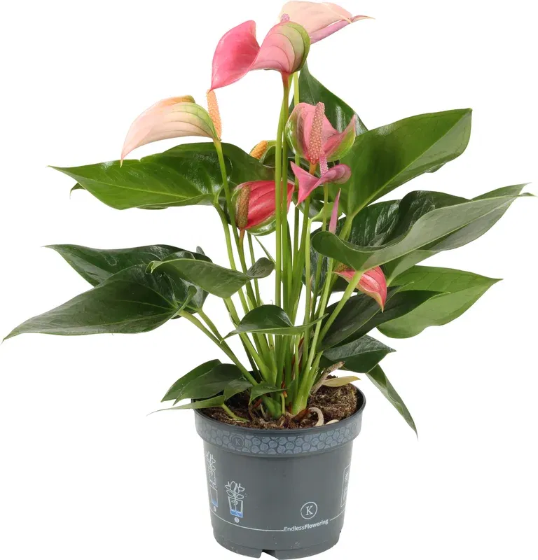 Rosenkalla 'Pink Duo'