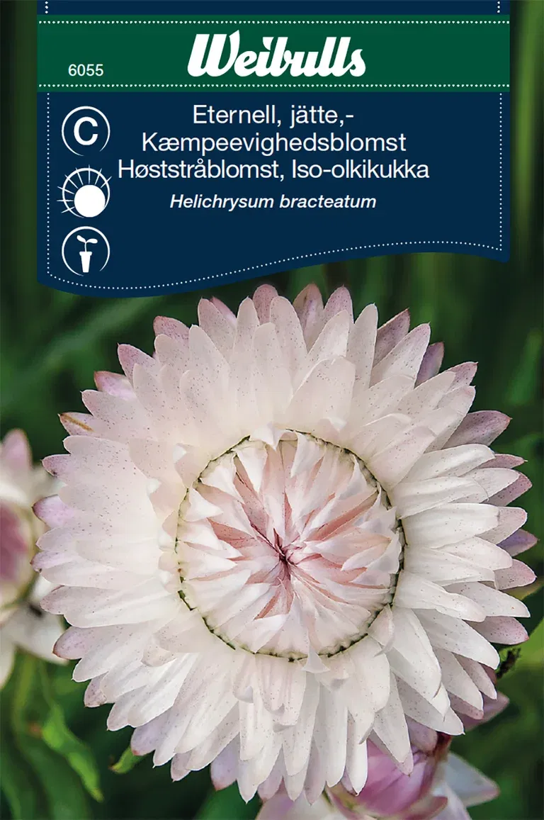 Jätteeternell