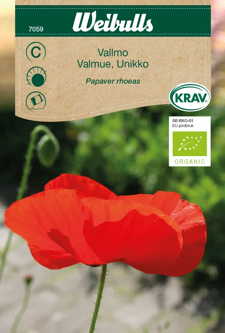 Papaver rhoeas