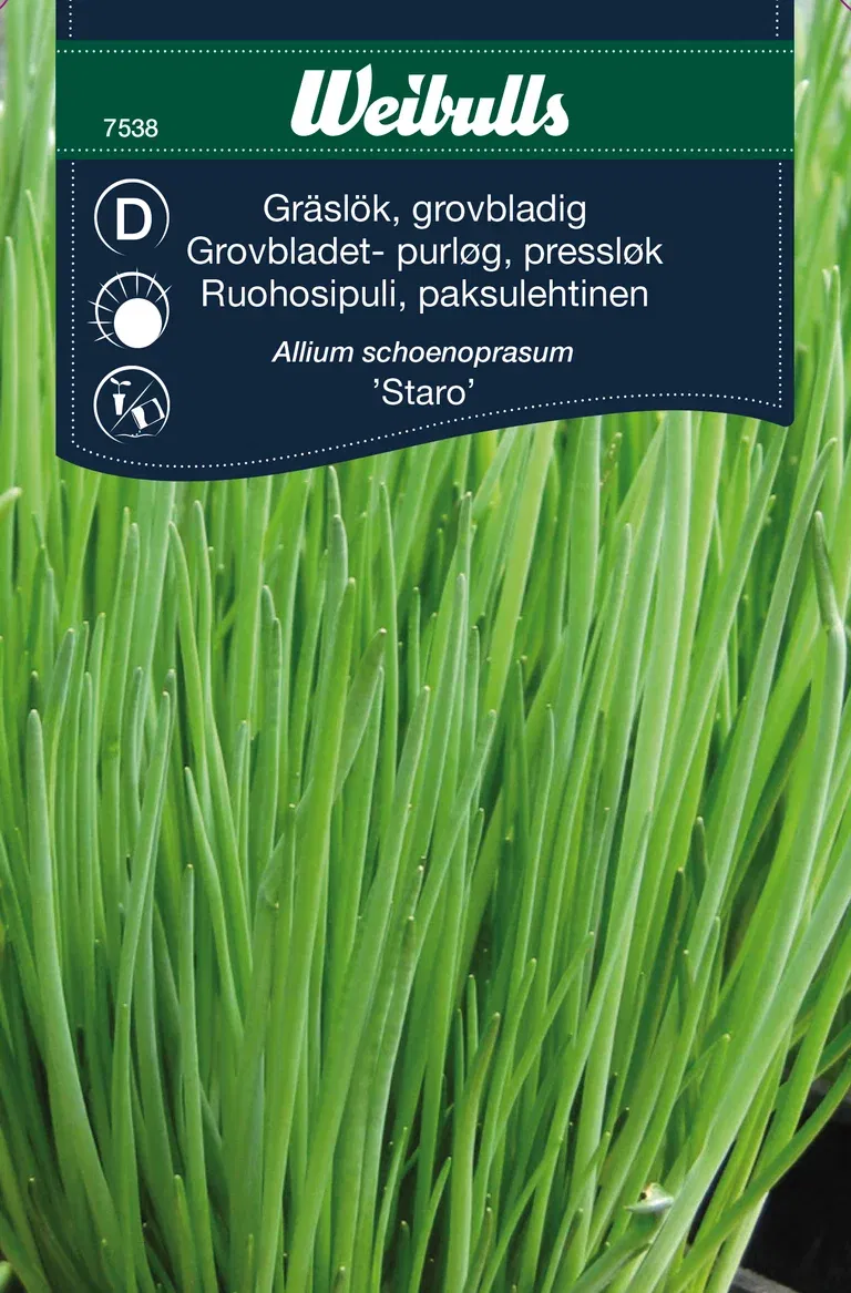 Gräslök 'Staro'