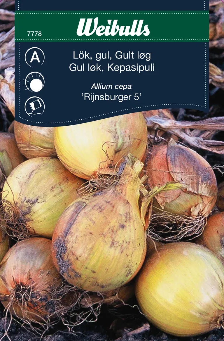 Gul lök 'Rijnsburger'