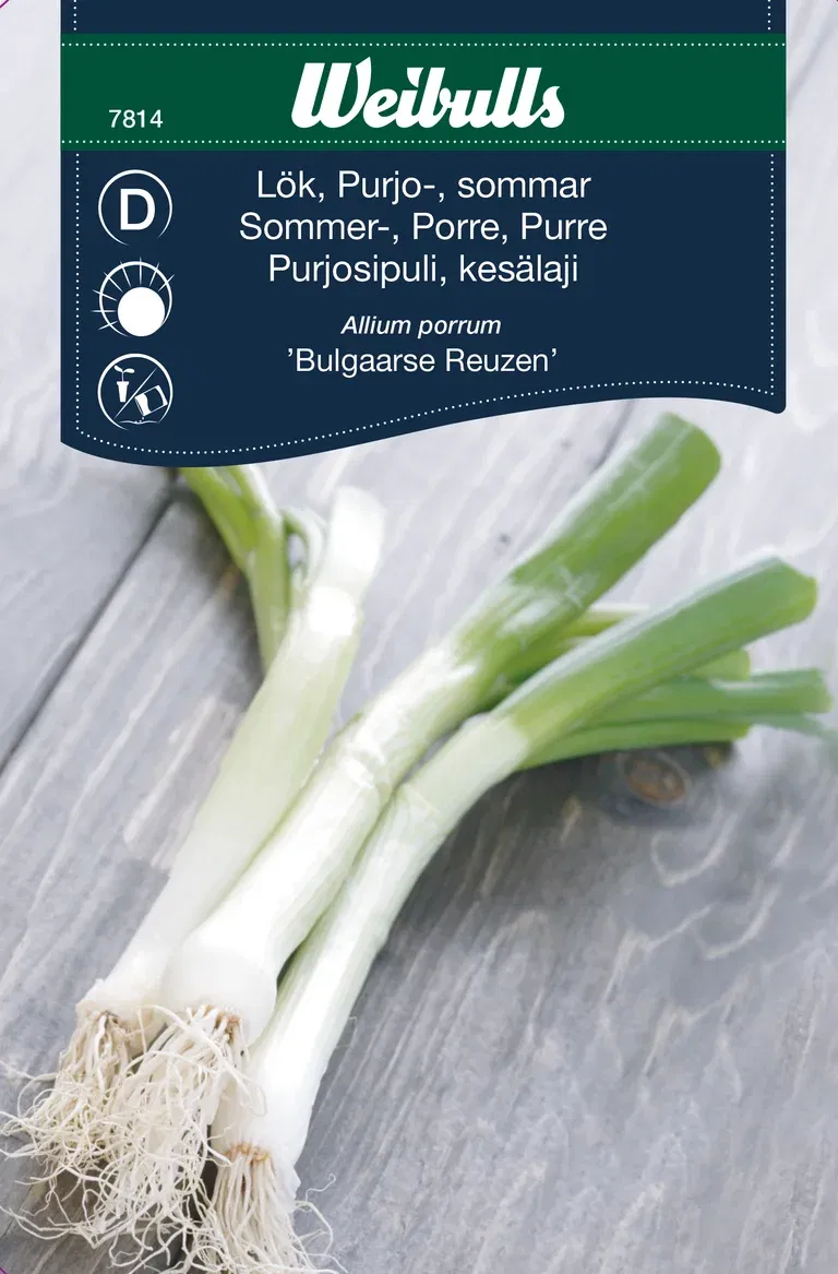 Allium porrum