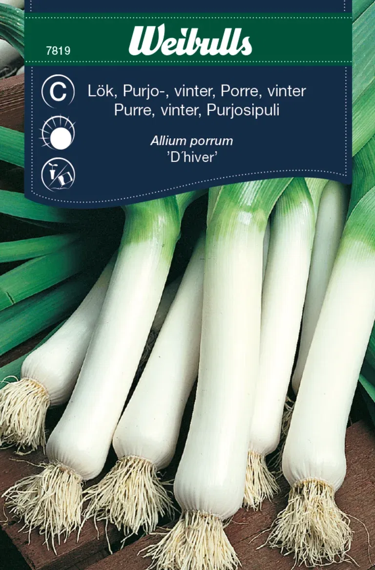Purjolök 'D'Hiver'