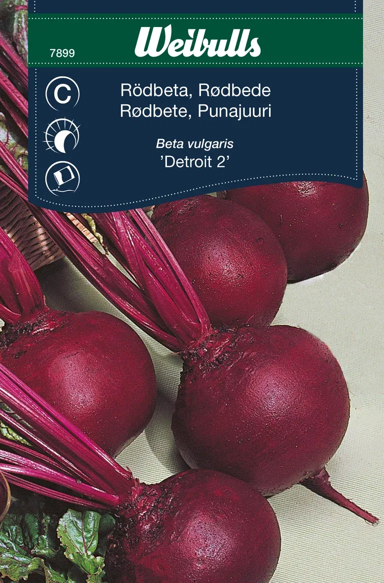 Rödbeta 'Detroit 2'