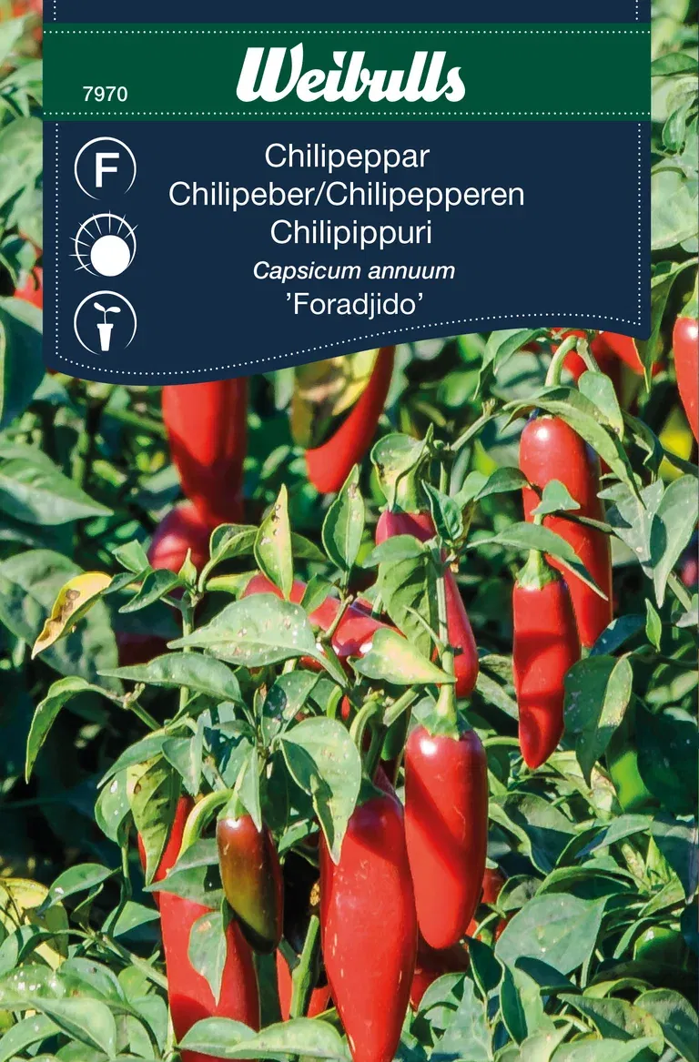 Chili 'Foradjido'