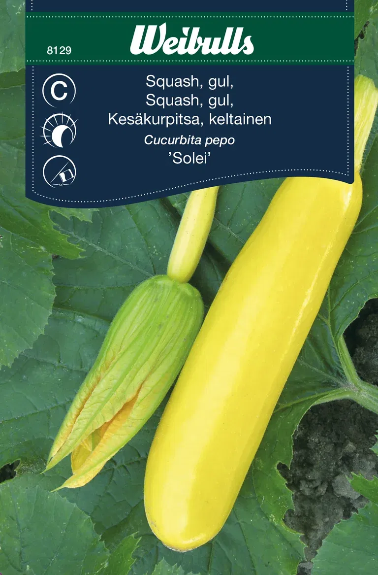 Squash 'Solei'