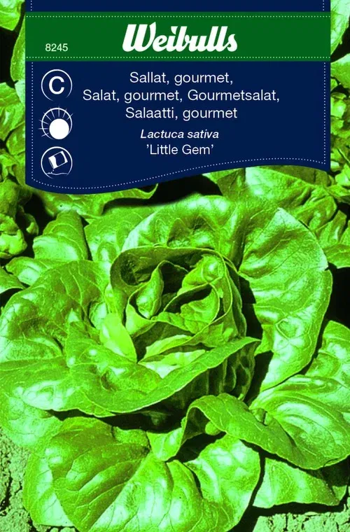 Sallat 'Little Gem'