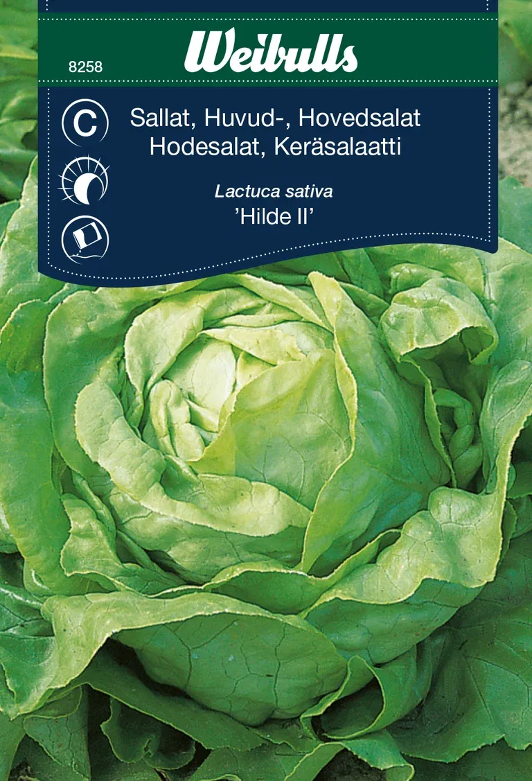 Huvudsallat 'Hilde II'