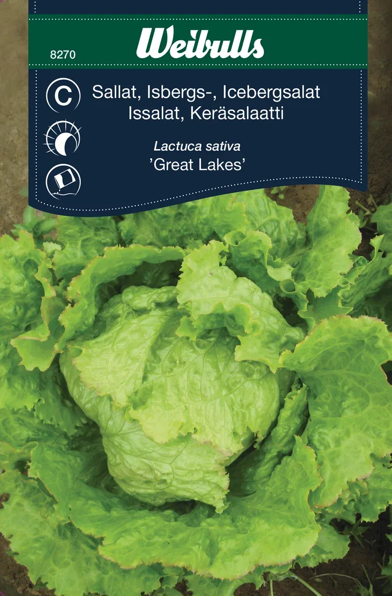 Isbergssallat 'Great Lakes'