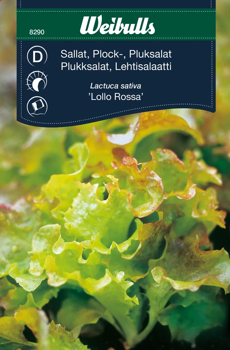 Plocksallat 'Lollo Rossa'