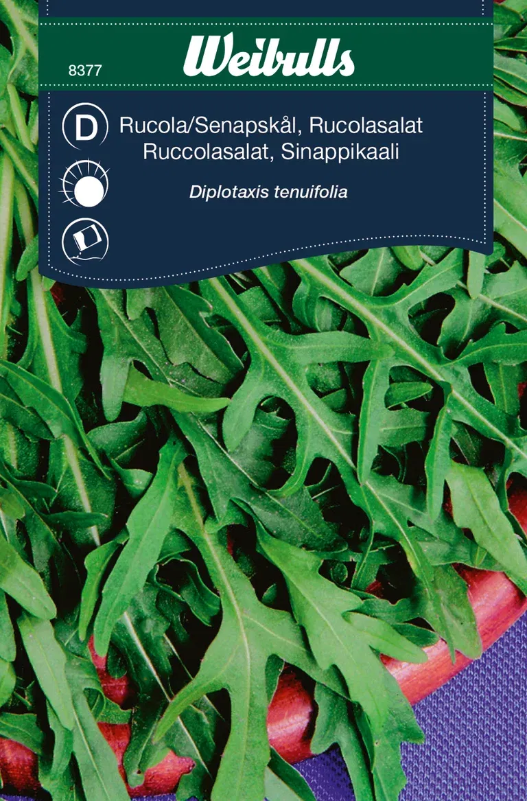 Ruccola