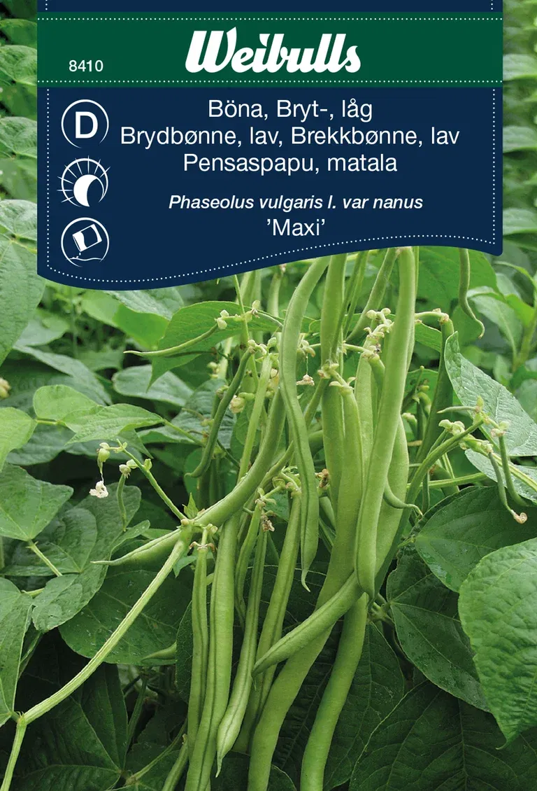 Brytböna 'Maxi'