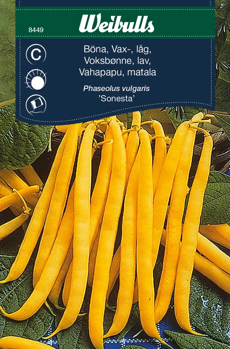 Vaxböna 'Sonesta'