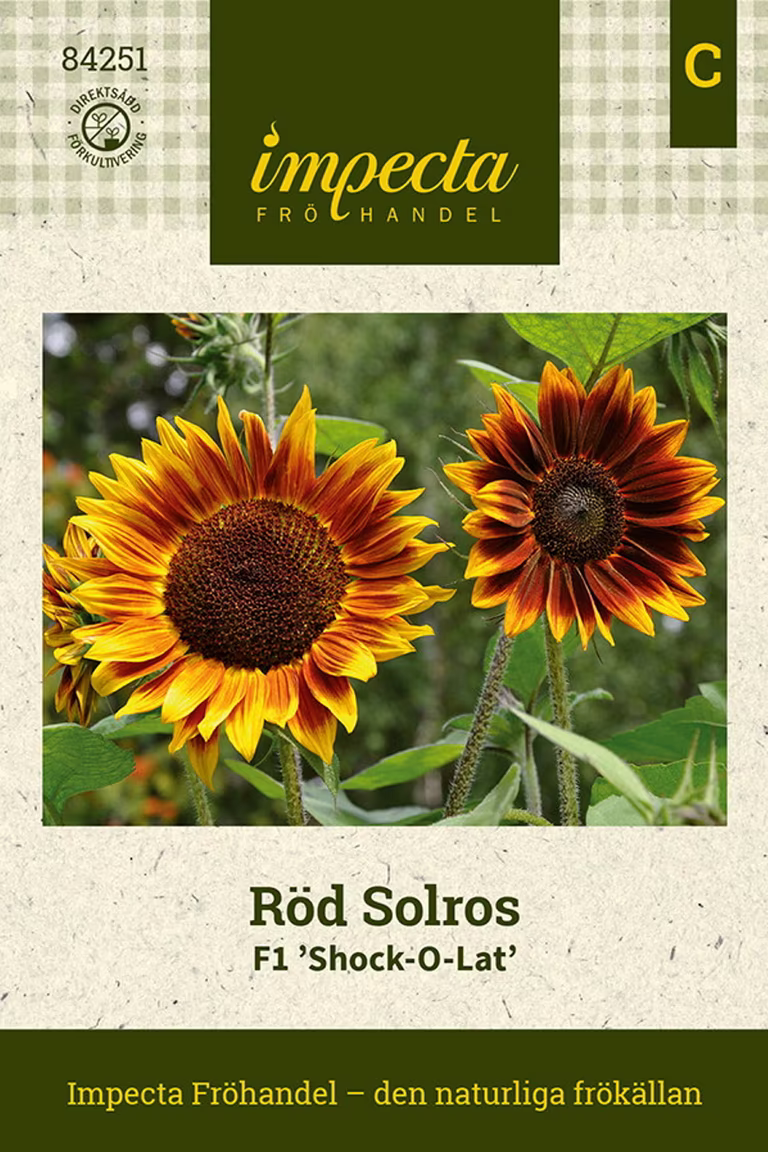 Solros F1 'Shock-O-Lat'