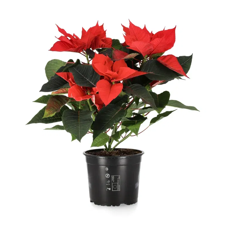 Euphorbia pulch. branched Red 17 cm