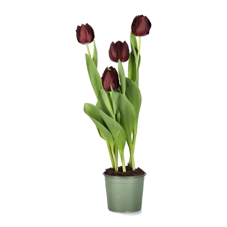 Tulpan 'Black Bean'