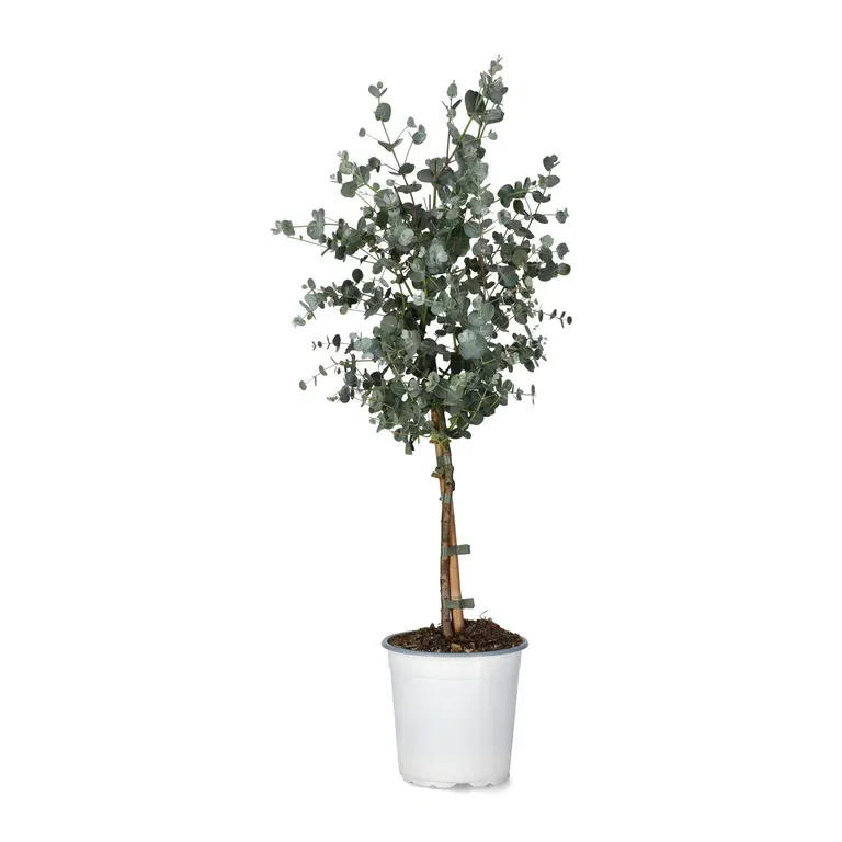 Silvereukalyptus