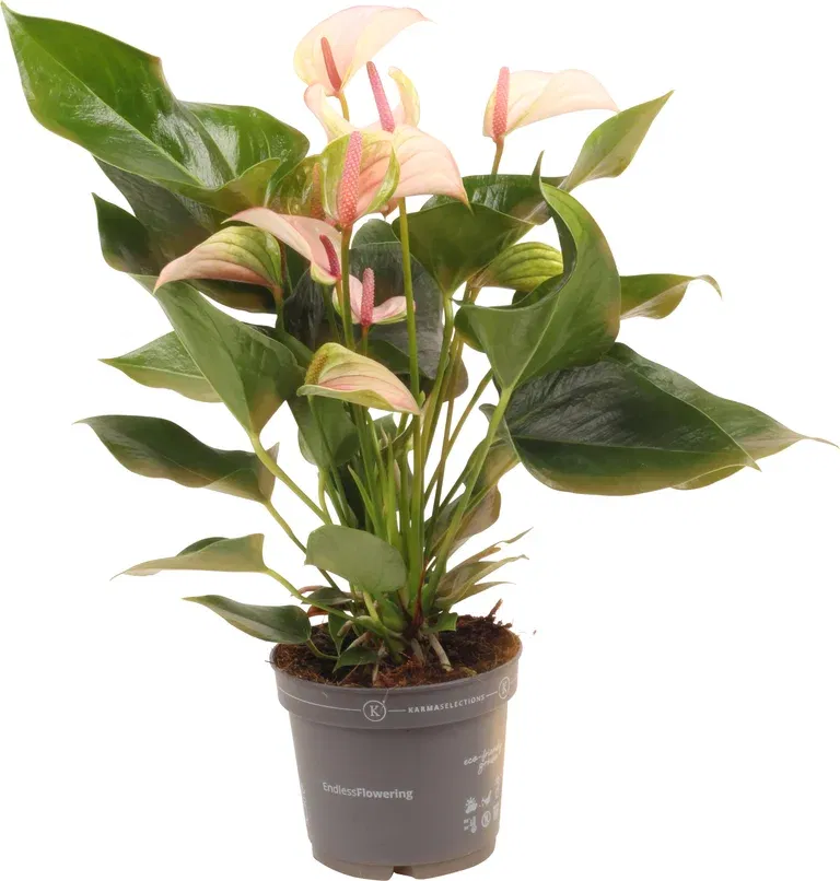 Rosenkalla 'Joli Pulse'