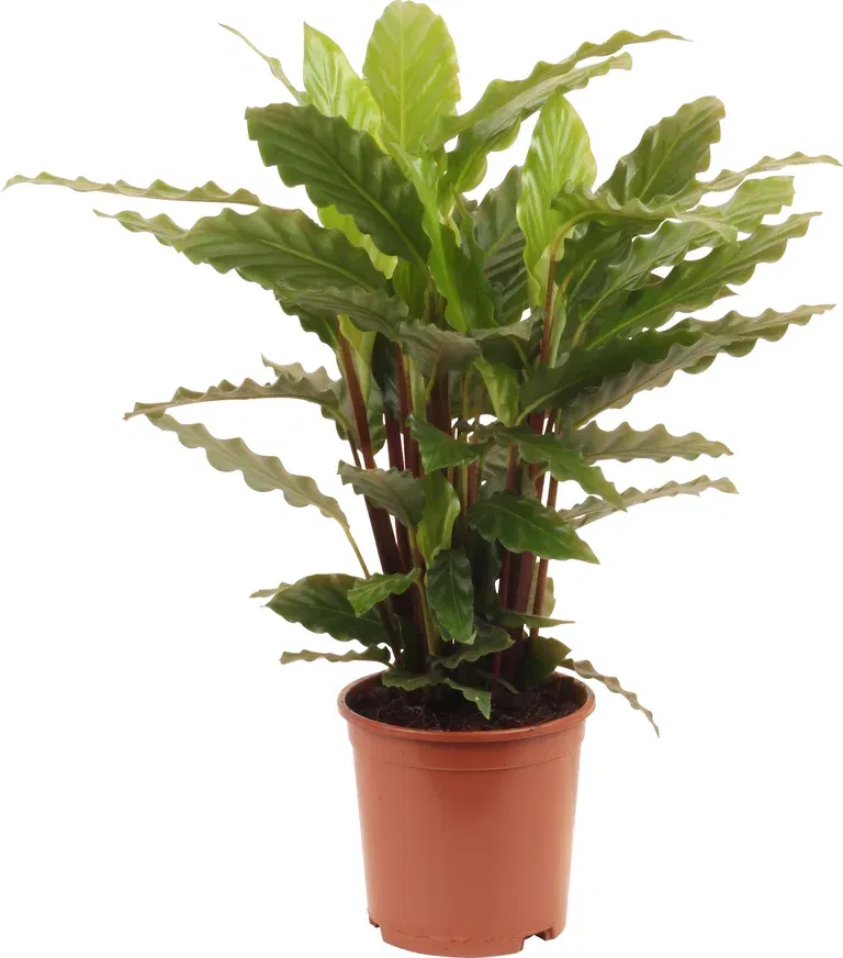 Calathea 'Mirosha' 14 cm