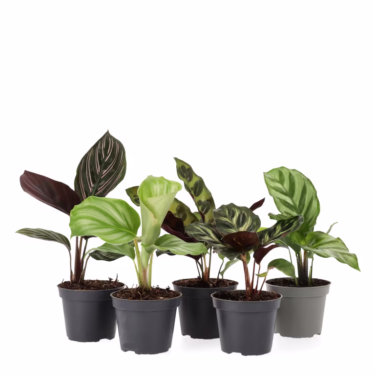Kalatea mini mix
