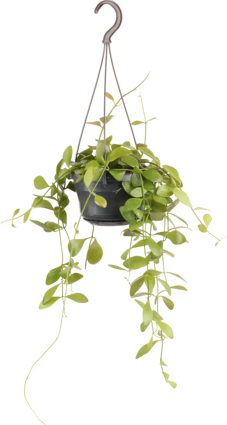 Dischidia in hanging basket