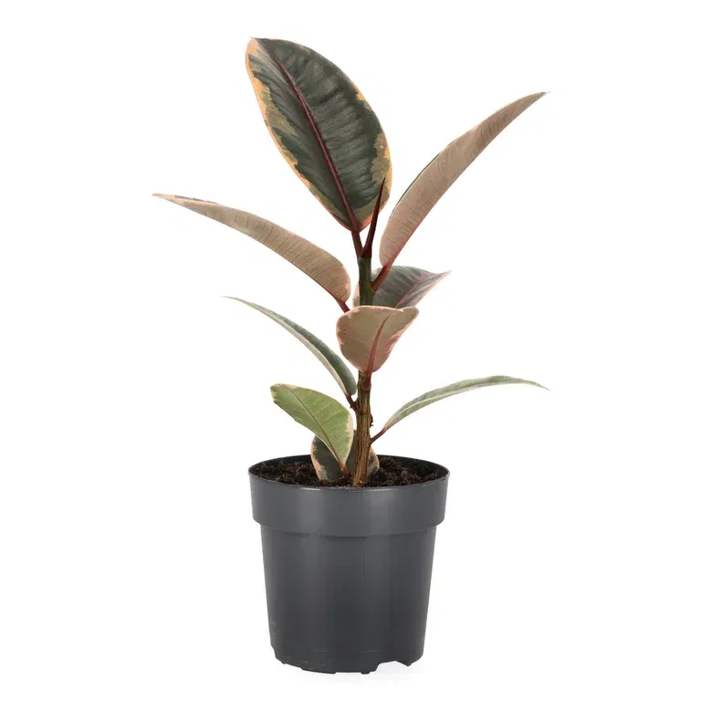 Ficus elastica 'Belize'