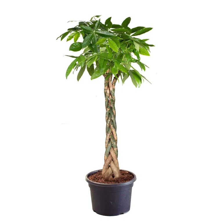 Pachira aquatica braid 46 cm