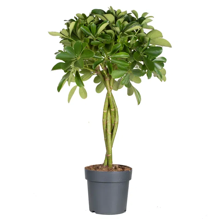 Schefflera arboricola 'Nora' stem 17 cm