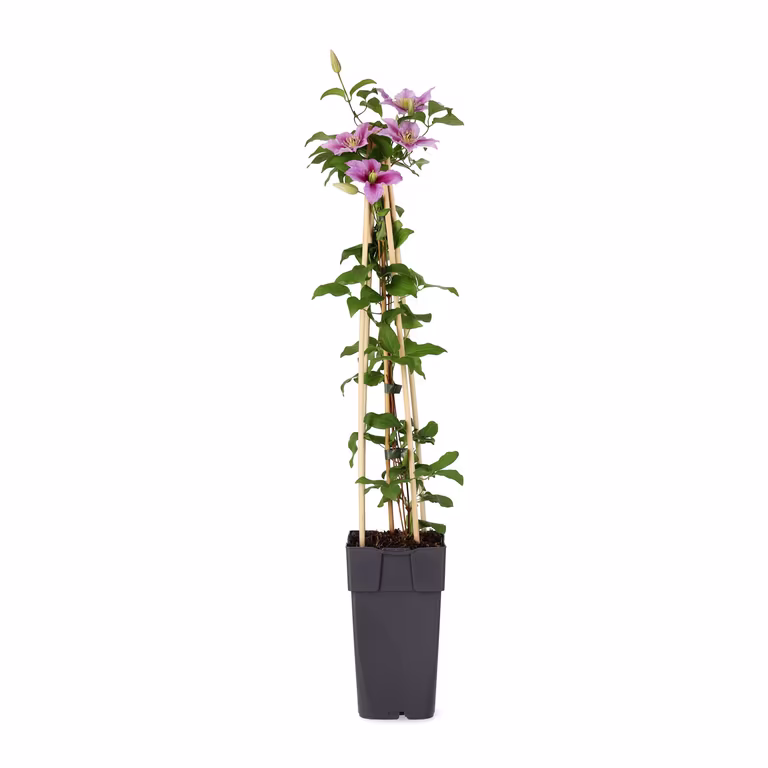 Clematis 'Piilu' 15cm
