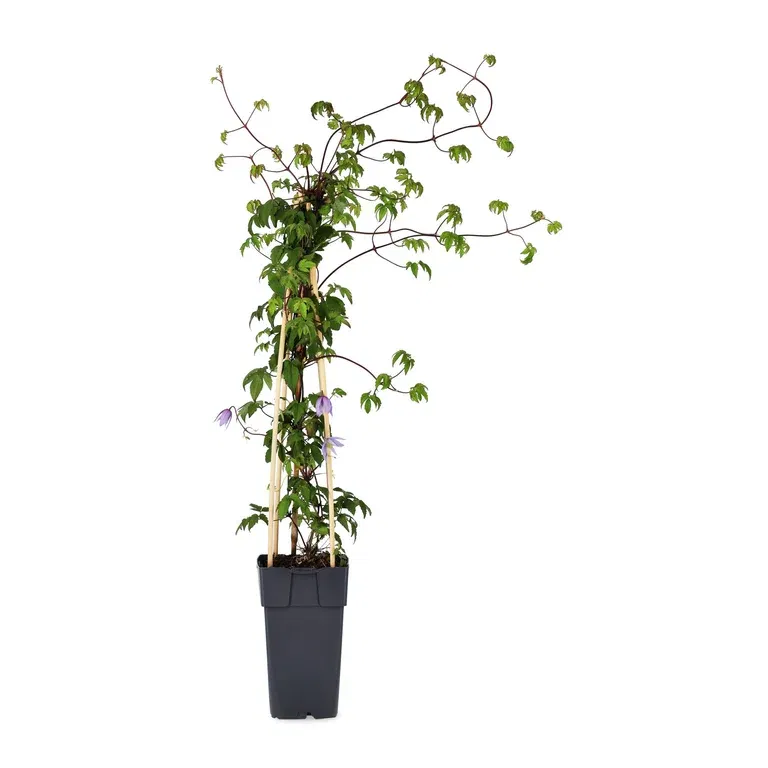 Alpklematis