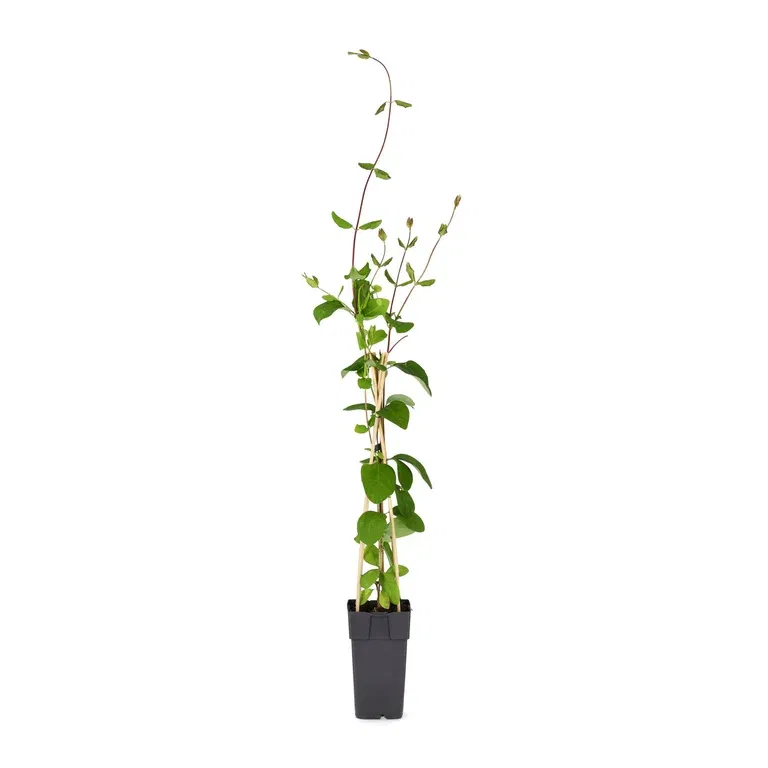 Eldkaprifol 'Dropmore Scarlet'