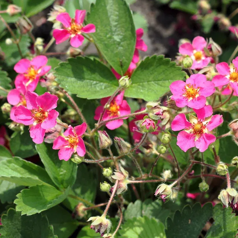 Fragaria x ananassa 'Summer Breeze Cherry Blossom' KRAV 10,5