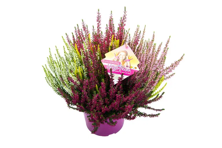Ljung BEAUTY LADIES  'High Five'