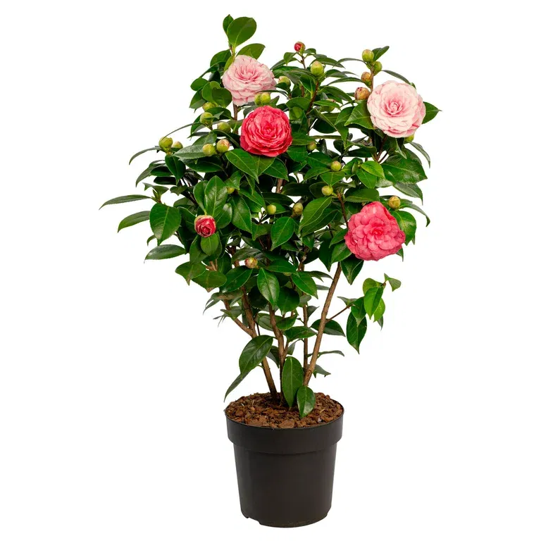 Camellia jap. 'Bonomiana' 19 cm