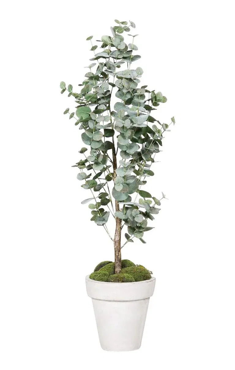 Eucalytpus tree potted H120 green