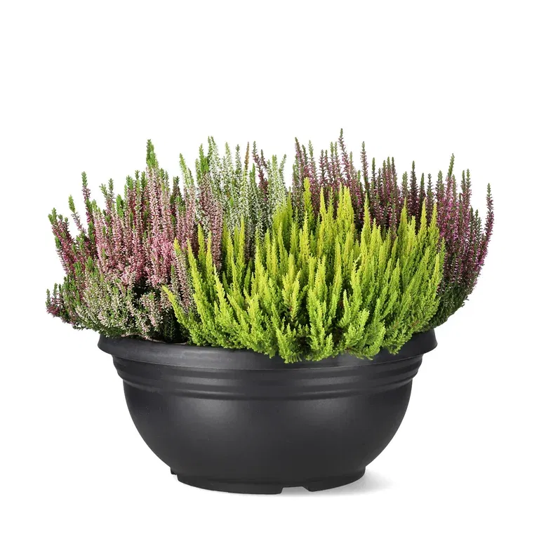 Ljung Beauty Ladies 'Mosaica'