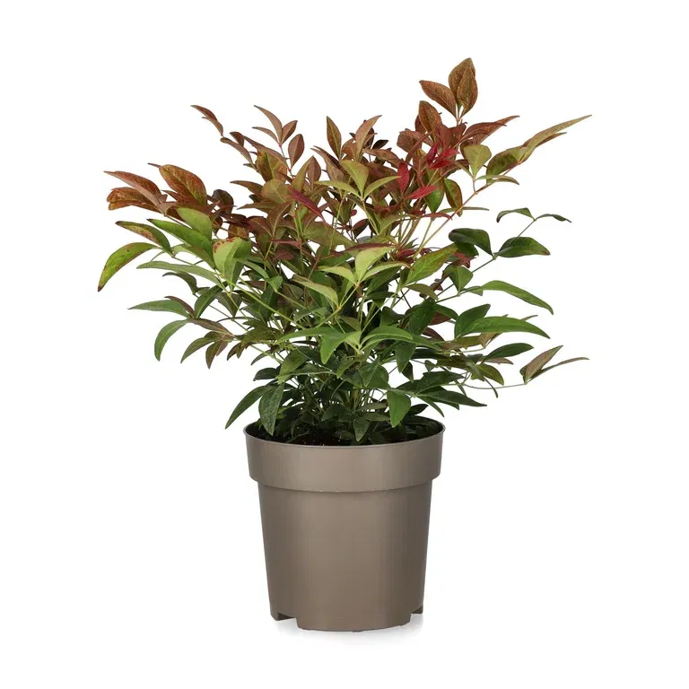 Nandina OBSESSED