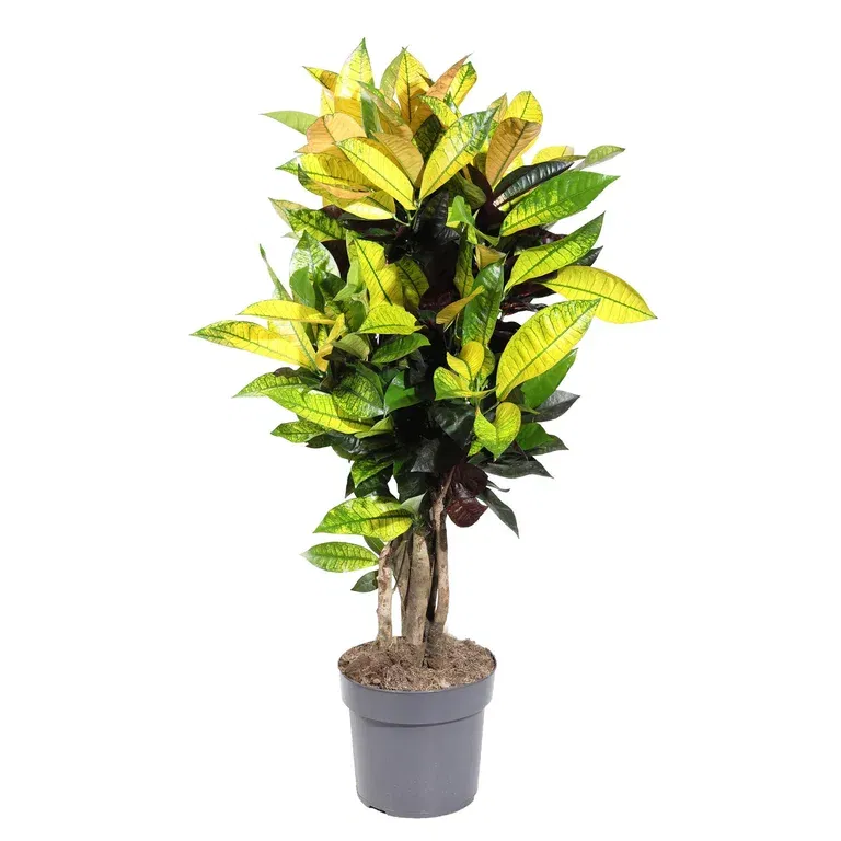 Codiaeum variegatum 'Iceton' 24 cm