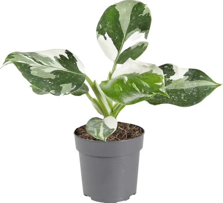 Filodendron 'White Wizard'