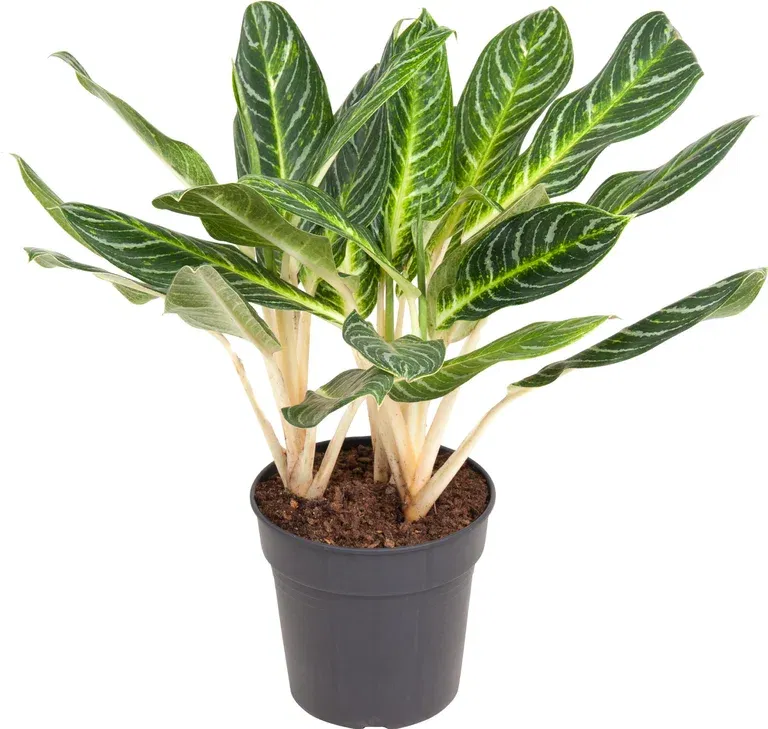 Silverkalla 'Key Lime'