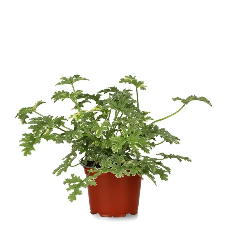 Doftpelargon 'Peppermint'