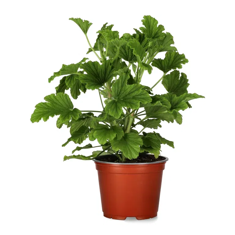 Doftpelargon 'Orange'
