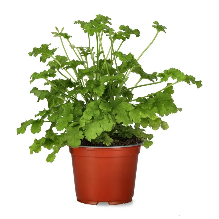 Doftpelargon 'Hazelnut'