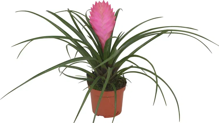 Blå tillandsia